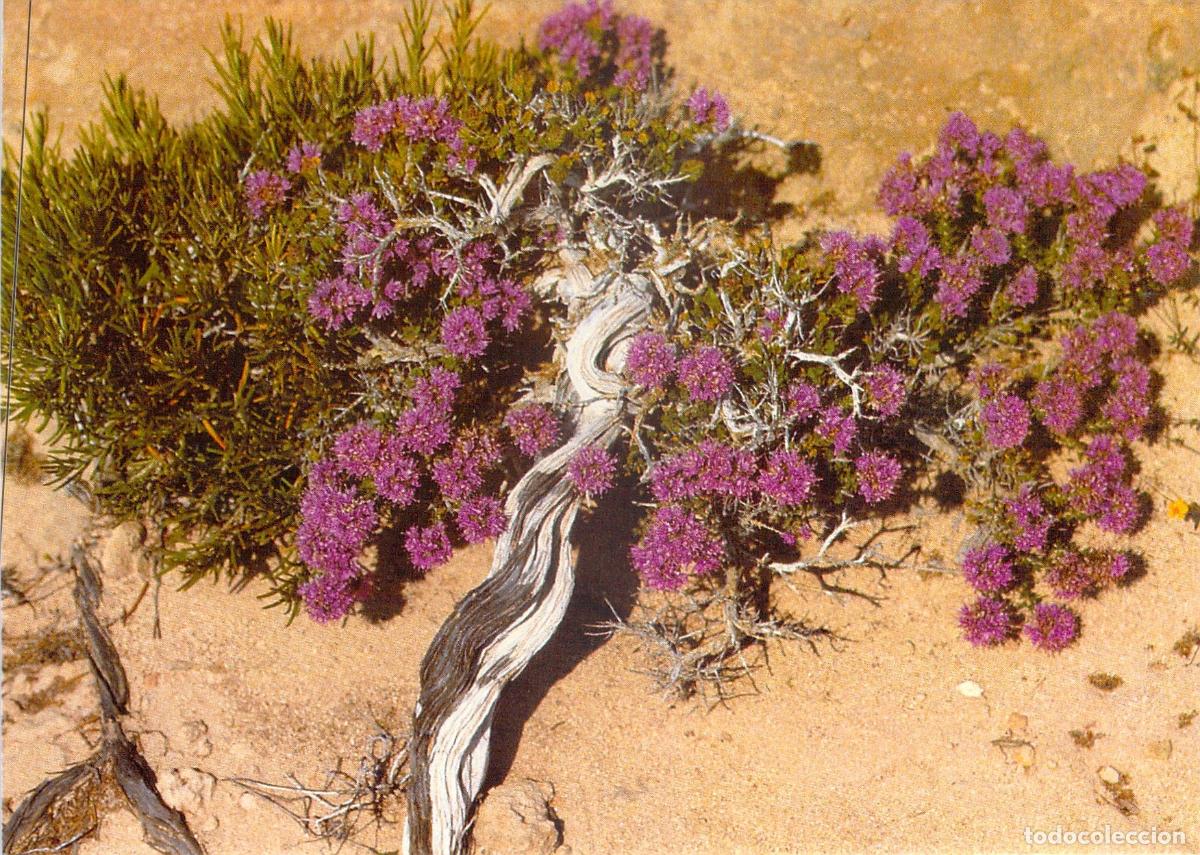 Postales: Postal de Formentera - Flora Fr&iacute;gola y Roman&iacute; - Beni Trutmann