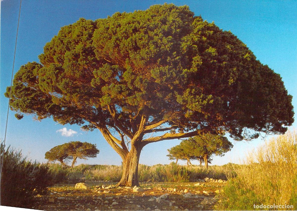 Postales: Postal de Formentera: Sabina en Cap de Barbaria