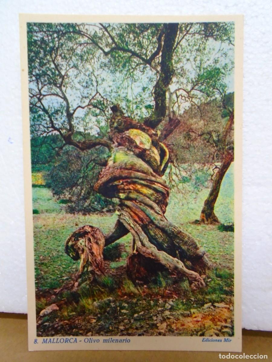 Postales: MALLORCA.POSTAL S/C.EDIC.MIR N&ordm;8.A&Ntilde;OS 50 OLIVO MILENARIO.