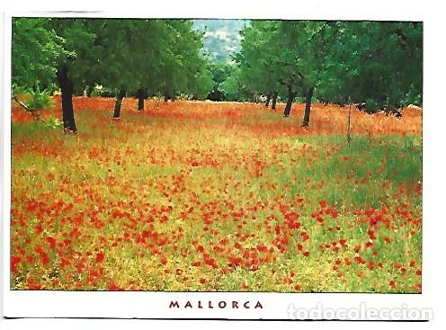 Postales: CAMPO DE AMAPOLAS.- MALLORCA - Foto 1