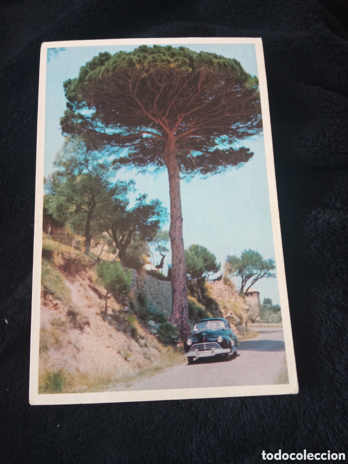 Postales: Antigua postal fotogr&aacute;fica, Mallorca, El pino