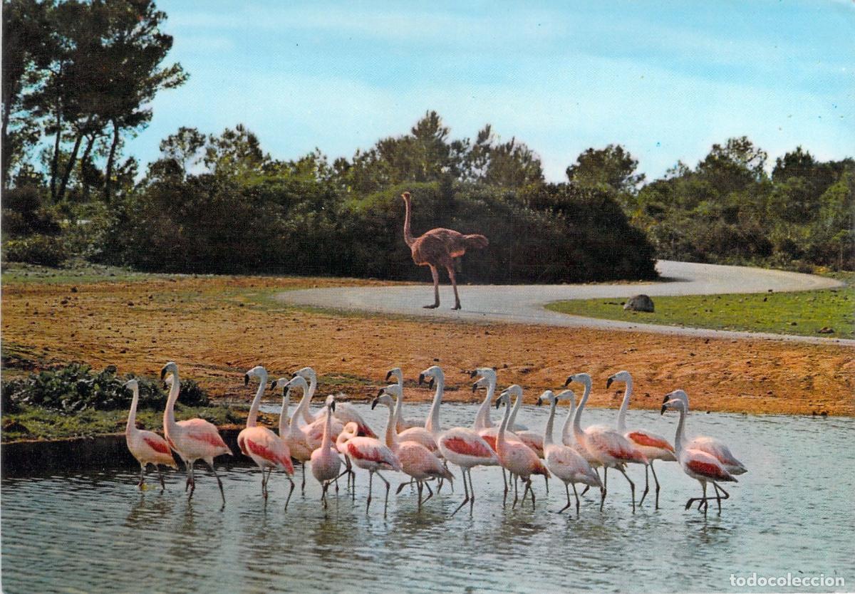 Postales: Postal Auto & Foto Safari Ruhe Mallorca con Flamencos y Avestruz