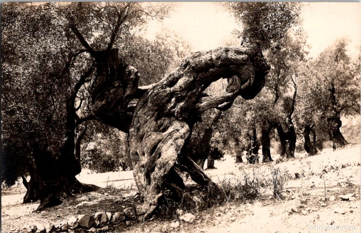 Postales: Olivos Milenarios - Pollensa - Mallorca - Colecci&oacute;n Bestard 136 - 139x90mm