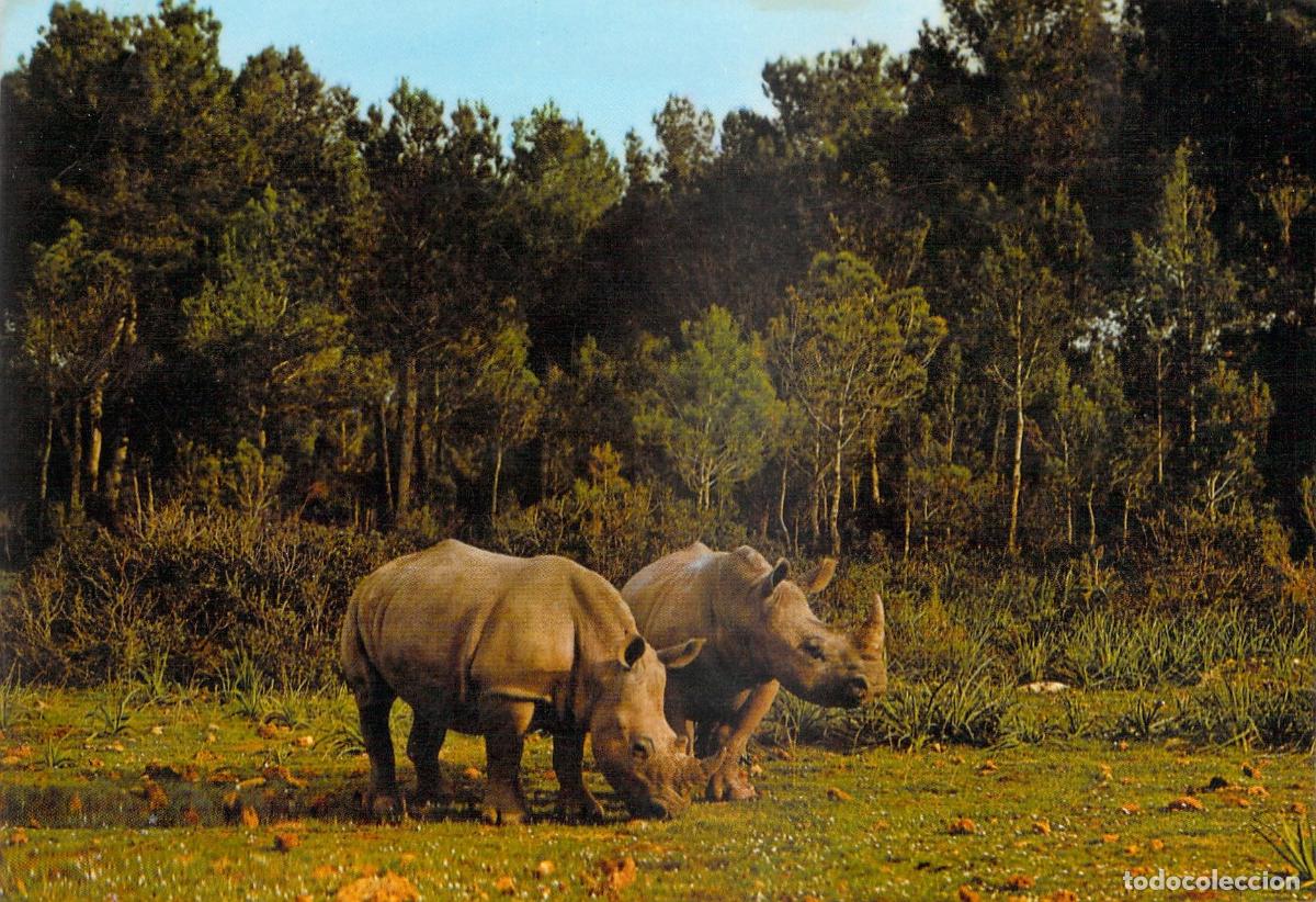 Postales: Postal Rinocerontes en Safari Ruhe Mallorca Foto Casa Planas