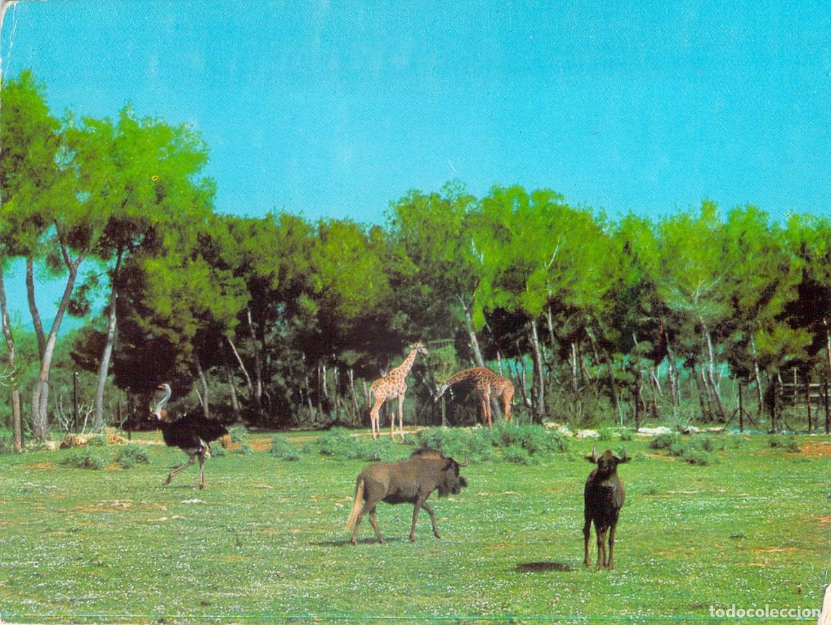 Postales: Postal Safari Ruhe Mallorca Animales Jirafas y Avestruz