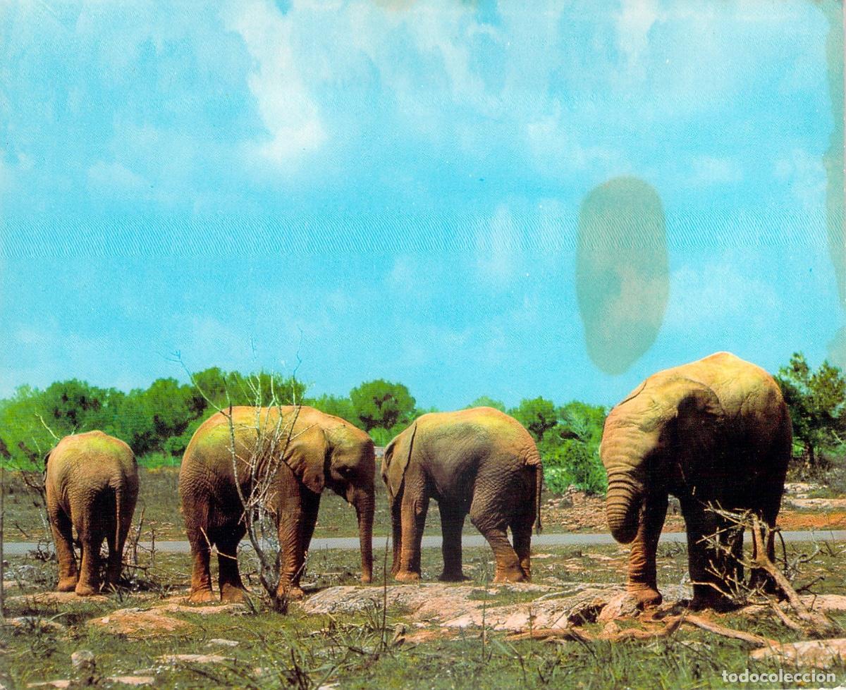 Postales: Postal de Elefantes en Safari Ruhe Mallorca