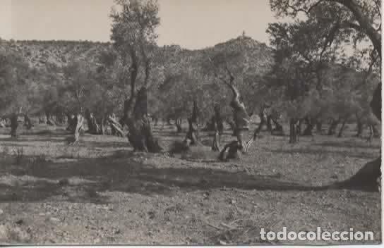 Postales: OLIVOS MALLORCA ESCRITA - Foto 1