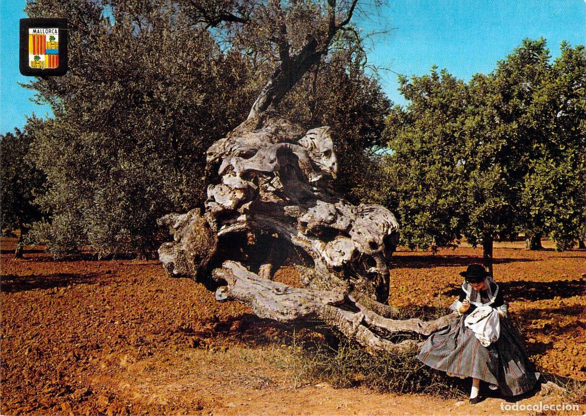 Postales: Postal de Mallorca - Olivo Milenario y Mallorquina