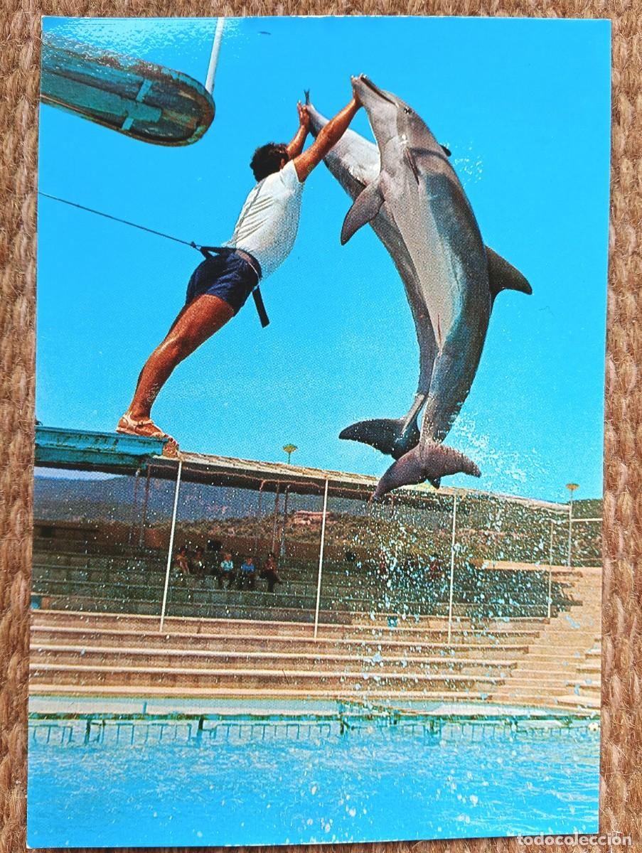 Postales: MARINELAND - PALMA NOVA - MALLORCA - DELFIN