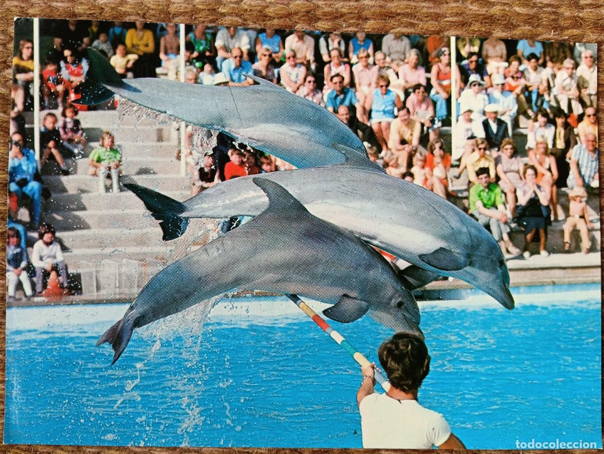 Postales: MARINELAND - COSTA D'EN BLANES - MALLORCA - DELFIN