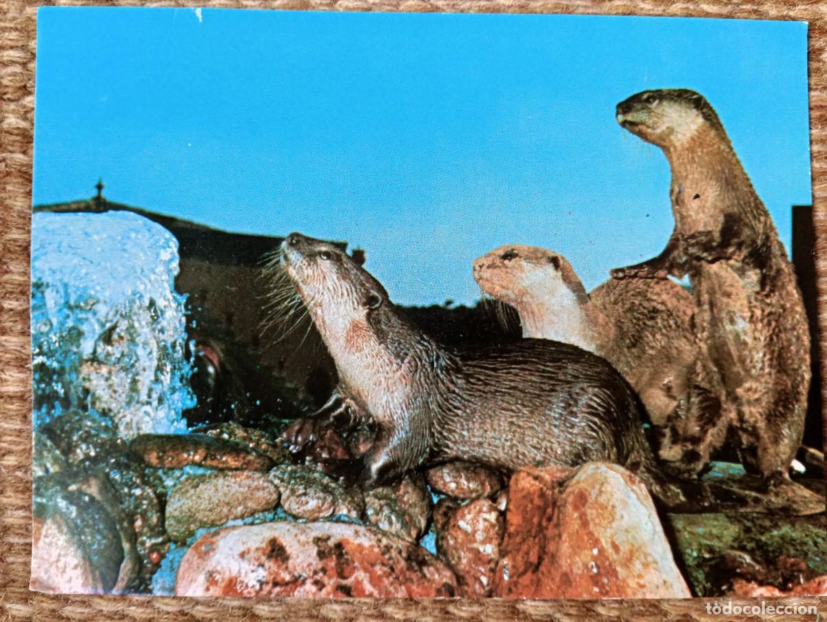 Postales: MARINELAND - PALMA NOVA - MALLORCA - ED. ICARIA