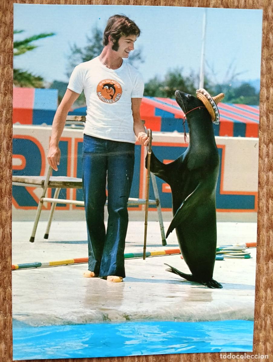 Postales: MARINELAND - COSTA D'EN BLANES - MALLORCA - FOCA