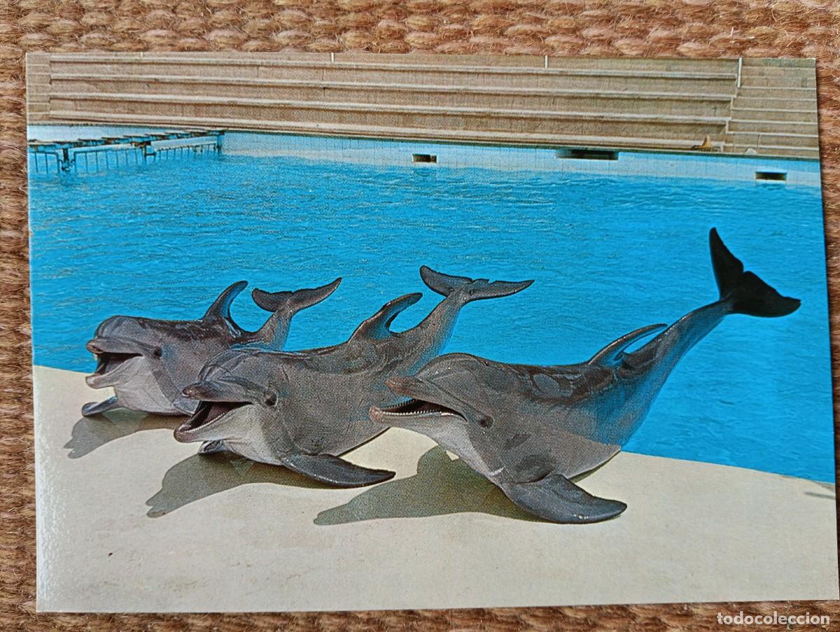 Postales: MARINELAND - PALMA NOVA - MALLORCA - DELFIN