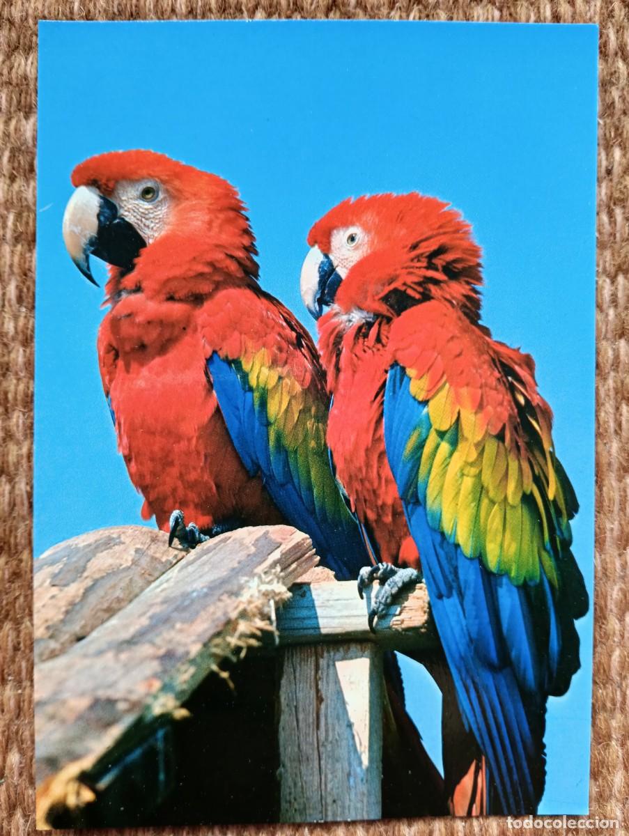 Postales: MARINELAND - COSTA D'EN BLANES - MALLORCA - LORO