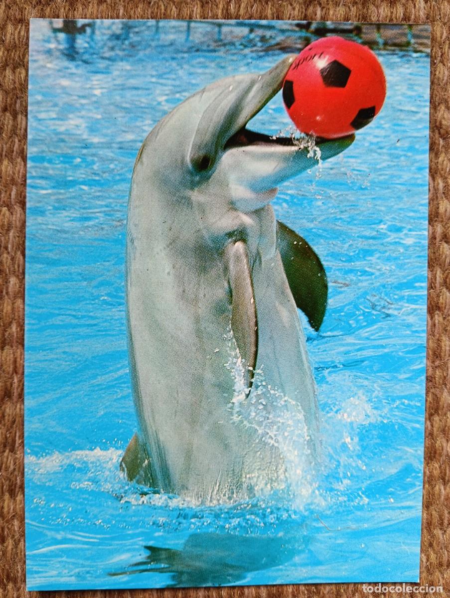 Postales: MARINELAND - COSTA D'EN BLANES - MALLORCA - DELFIN