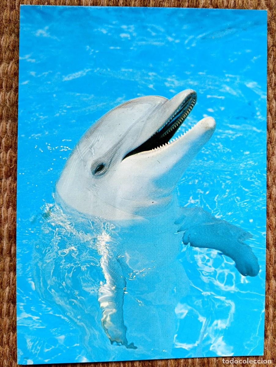 Postales: MARINELAND - COSTA D'EN BLANES - MALLORCA - DELFIN