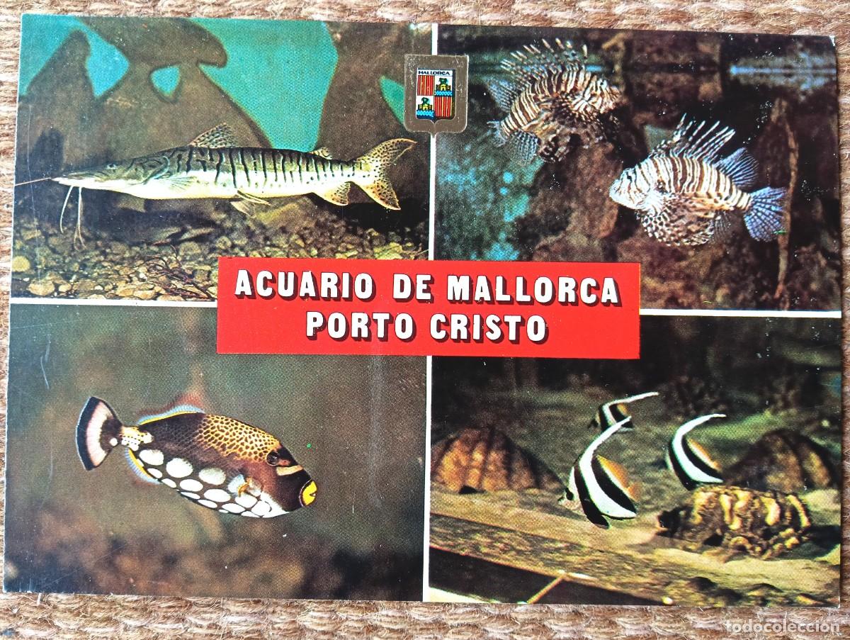 Postales: ACUARIO DE MALLORCA - PORTO CRISTO - ED. SUBIRATS CASANOVAS