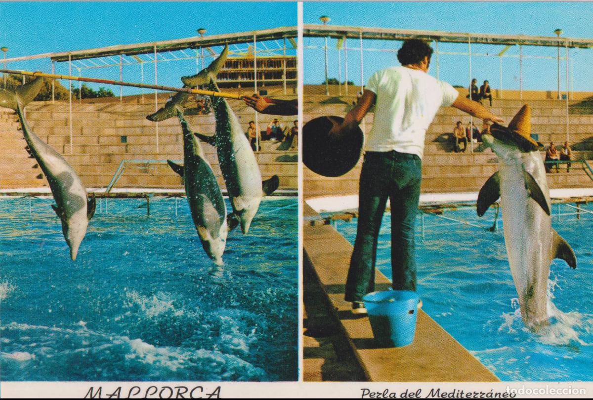 Postales: MALLORCA, PALMA, DELFINARIUM &ndash; EDICIONES RO-FOTO 1097 &ndash; S/C