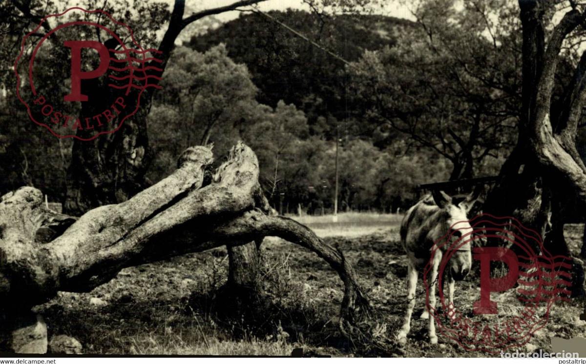 Postales: MALLORCA. OLIVOS MILENARIOS. BURRO. DONKEY. FOTOGRAFICA.