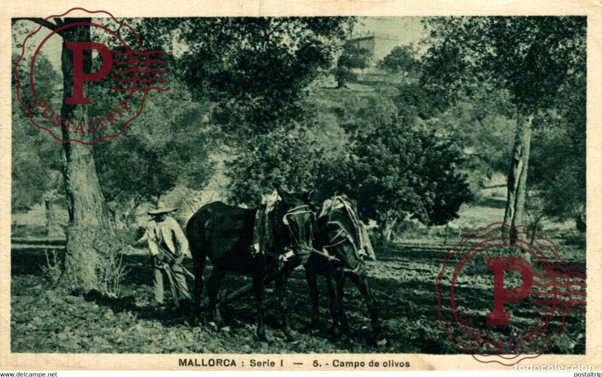Postales: MALLORCA. CAMPO DE OLIVOS.