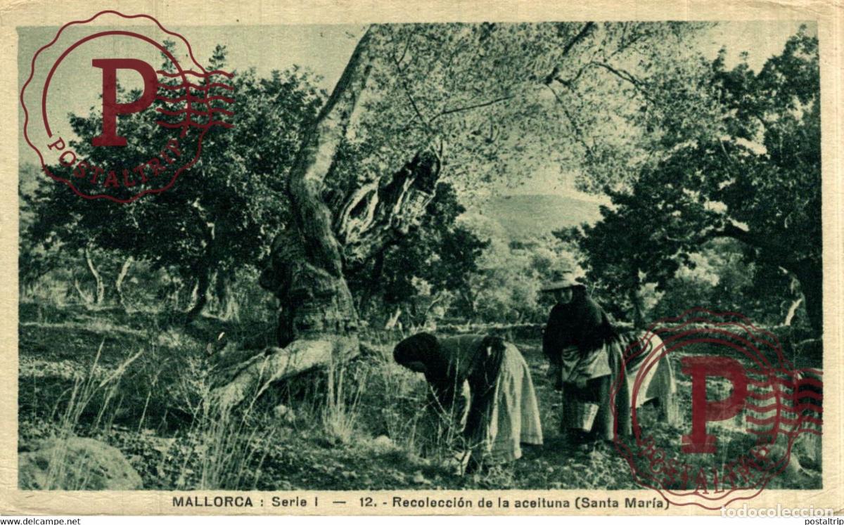 Postales: MALLORCA. RECOLECCION DE LA ACEITUNA SANTA MARIA