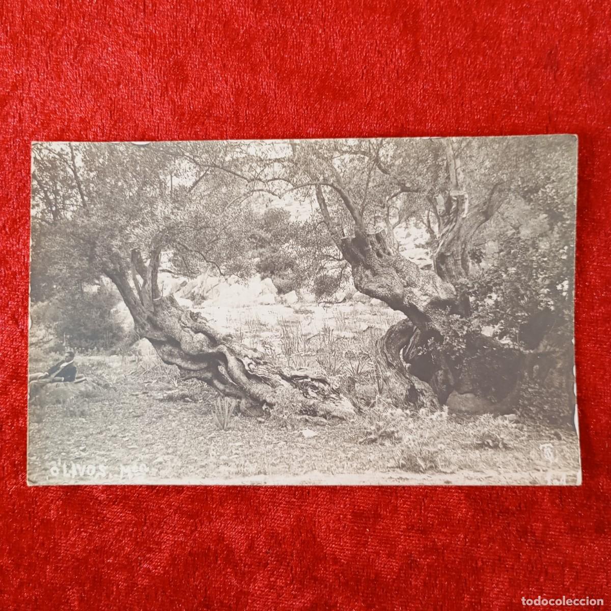 Postales: POSTAL - OLIVOS - MALLORCA - C. 1900 - POSTAL &Uacute;NICA - RAR&Iacute;SIMA / 2225