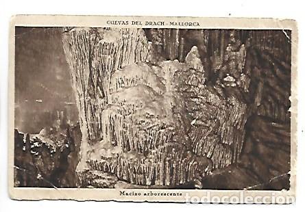 Postales: &rdquo; MACIZO ARBORESCENTE &rdquo;.- CUEVAS DEL DRACH - MALLORCA