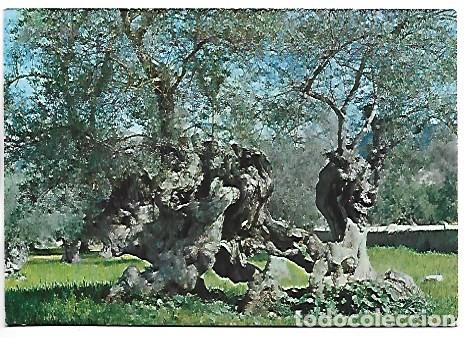 Postales: OLIVOS MILENARIOS.- MALLORCA