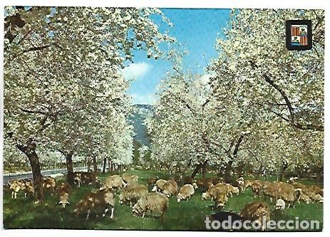 Postales: INVIERNO EN MALLORCA. FLOR DE ALMENDRO.- MALLORCA
