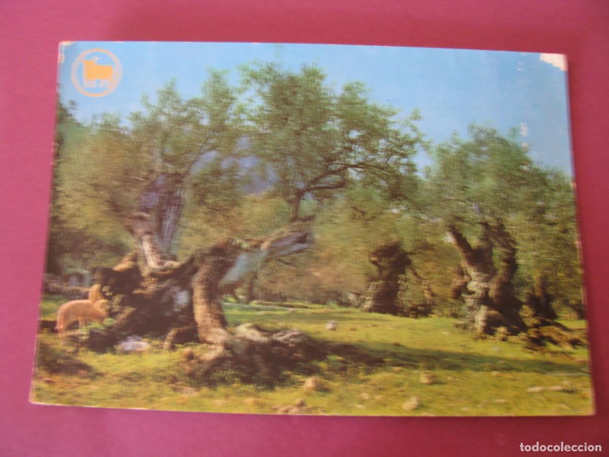 Postales: POSTAL DE PALMA DE MALLORCA. OLIVOS MILENARIAS. TORO DE BRONCE 1964