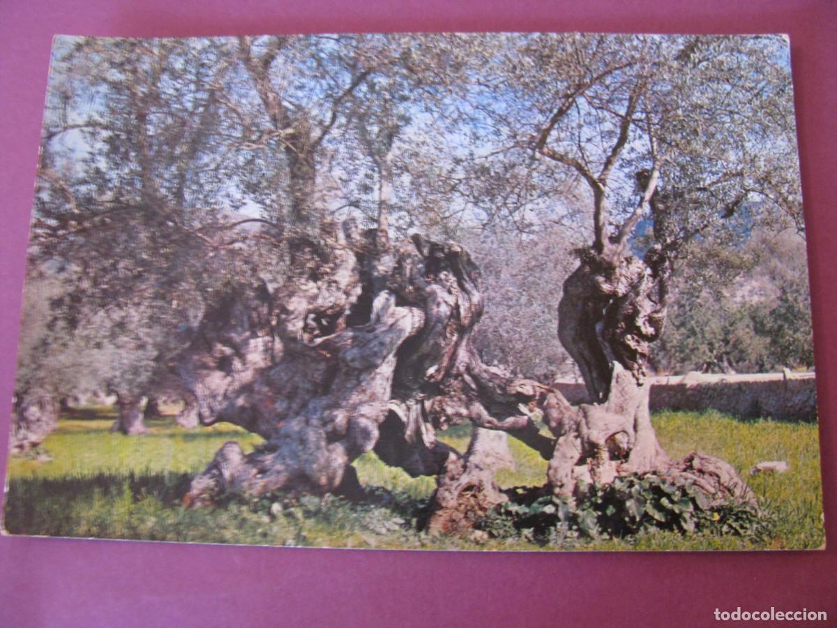 Postales: POSTAL DE MALLORCA. OLIVOS MILENARIOS. ICARIA.