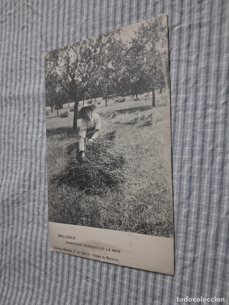 Postales: Postal antigua Mallorca. Campesino recogiendo la mies. Librer&iacute;a Escolar. Dorso dividido