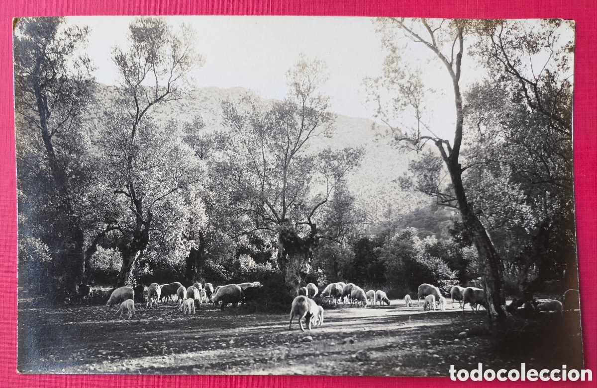 Postales: POLLEN&Ccedil;A PAISSATGE POSTAL FOTOGR&Aacute;FICA COL. BESTARD BALEARS C. 1915