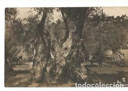 Postales: ANTIGUA POSTAL JT 100 OLIVOS MALLORCA