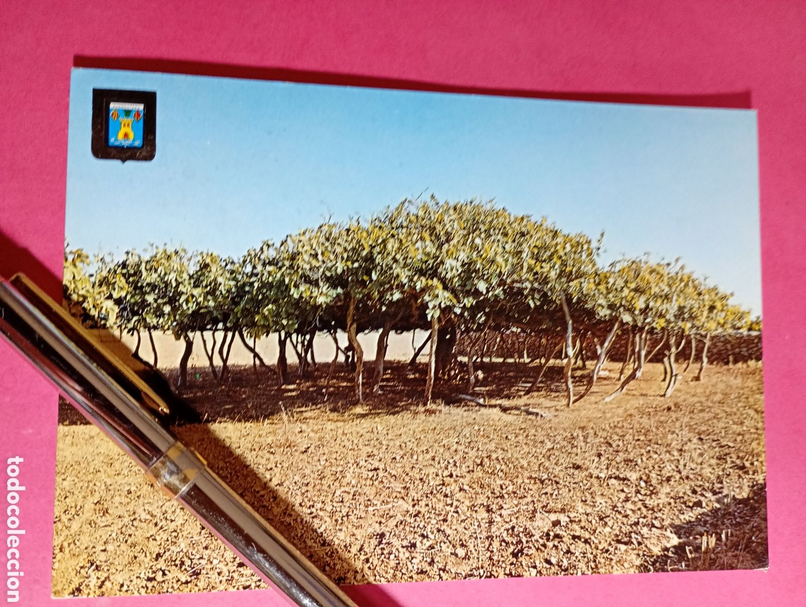 Cartes Postales: FORMENTERA (BALEARES PITIUSAS) ''ISLA DE LA PAZ - HIGUERA ARBOL TIPICO'' color, circulada en 1969