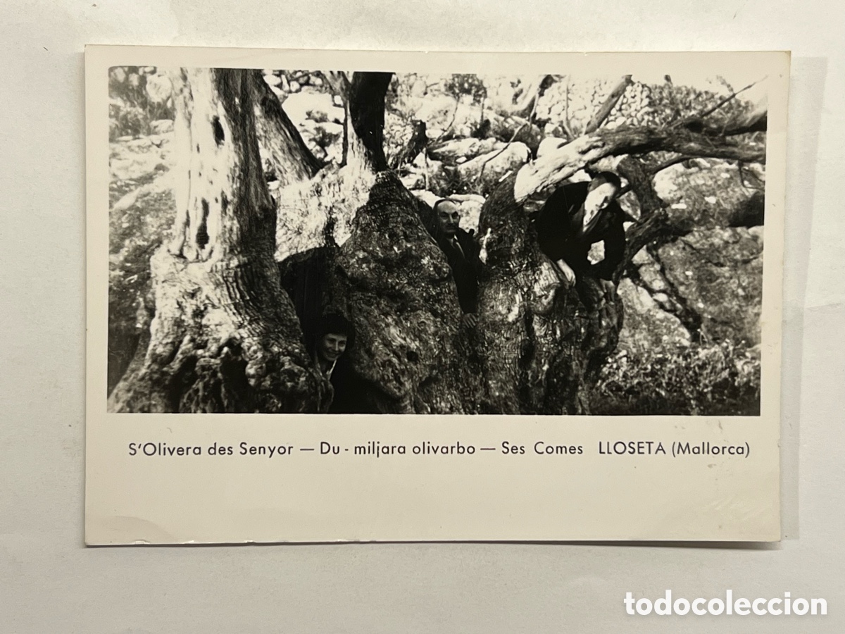 Postales: S'Olivera des Senyor - Du - miljara olivarbo - Ses Comes LLOSETA (Mallorca) Mariano Jaquotot Molina