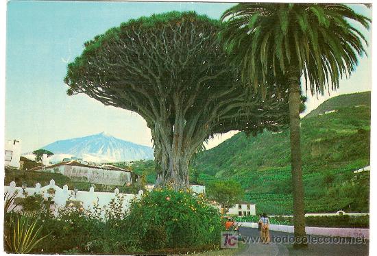 Postales: Icod. Tenerife - Foto 1