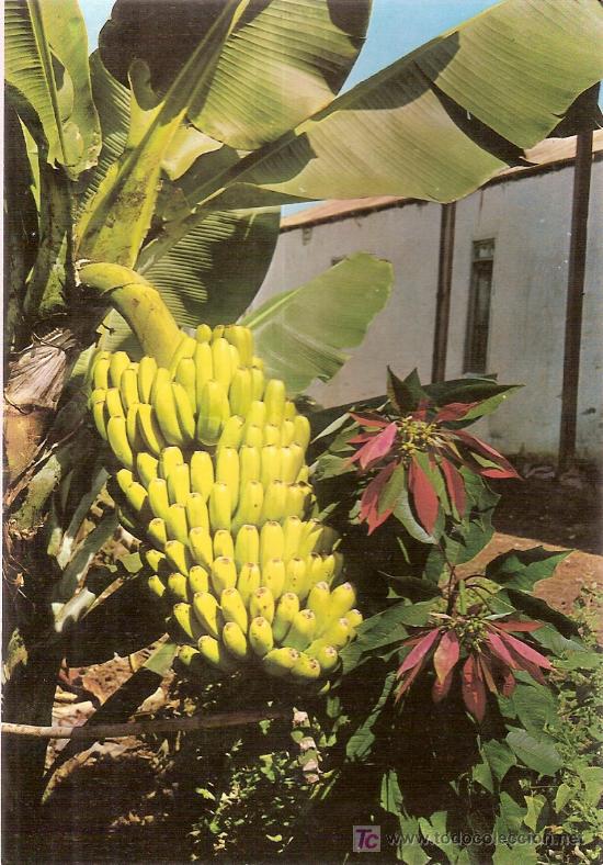 Postales: Islas Canarias - Foto 1