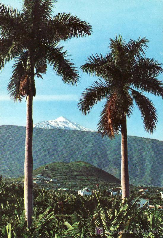 Postales: TENERIFE.PLANTACION DE PLATANOS Y TEIDE DESDE PUERTO DE LA CRUZ.NO CIRCULADA.