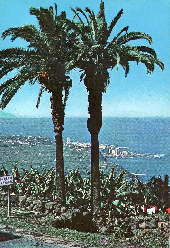 Postales: PALMERAS Y PLANTACIONES DE BANANAS. PUERTO DE LA CRUZ. TENERIFE.NO CIRCULADA.