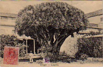Postales: DRAGO. LAGUNA. - Foto 1