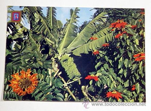 Postales: 20-TENERIFE.PLATANERAS Y FLORES.No circulada.