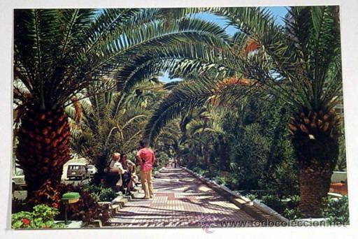 Postales: 67-PUERTO DE LA CRUZ.TENERIFE.PASEO DE LAS PALMERAS.No circulada.