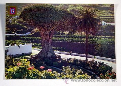 Postales: 60-ICOD DE LOS VINOS.TENERIFE.DRAGO MILENARIO.No circulada.