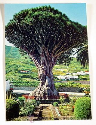 Postales: 1008-ICOD DE LOS VINOS.TENERIFE.EL FAMOSO DRAGO DE ICOD DE LOS VINOS.No circulada.