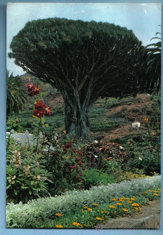 Postales: DRAGO MILENARIO. ICOD . TENERIFE - Foto 1