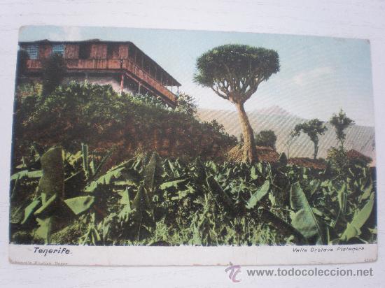 Postales: TENERIFE - DRAGON TREE - Foto 1