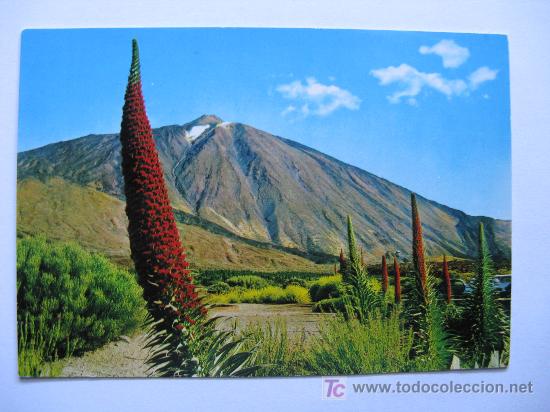Postales: tajinastes en flor al pie del teide - Foto 1
