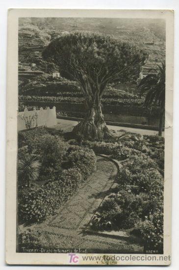 Postales: TENERIFE . DRAGO MILENARIO PCN2 - Foto 1