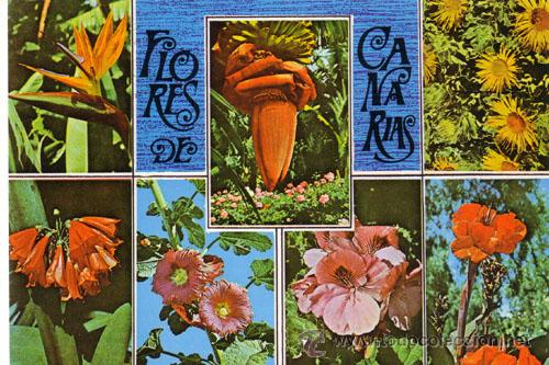 Postales: N&ordm; 943 POSTAL FLORES DE CANARIAS - Foto 1